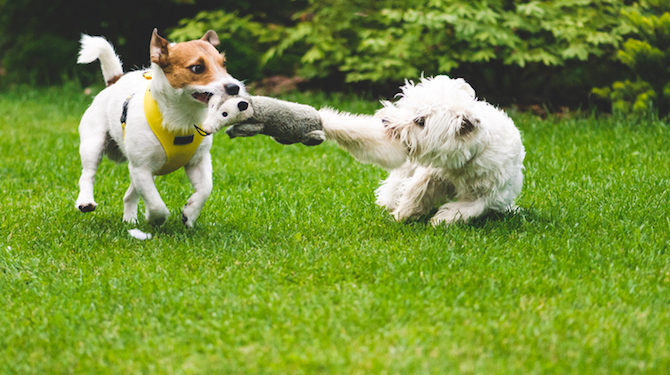 9 signes que votre animal est jaloux (et comment l’arrêter)