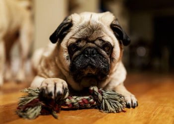 Activités et jouets pour empêcher votre meilleur ami de chien de s’ennuyer