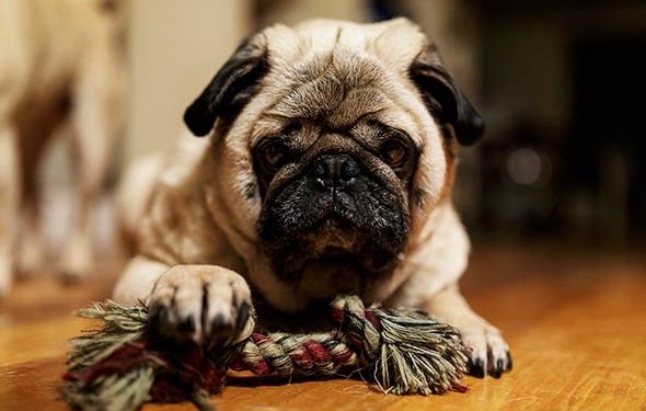 Activités et jouets pour empêcher votre meilleur ami de chien de s’ennuyer