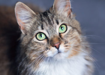 Années de chat en années humaines: quel âge a mon chat?