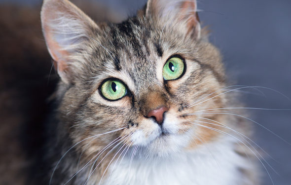 Années de chat en années humaines: quel âge a mon chat?