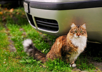 Cat Crate Travelling – Comment voler ou se déplacer avec un chat