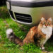 Cat Crate Travelling – Comment voler ou se déplacer avec un chat