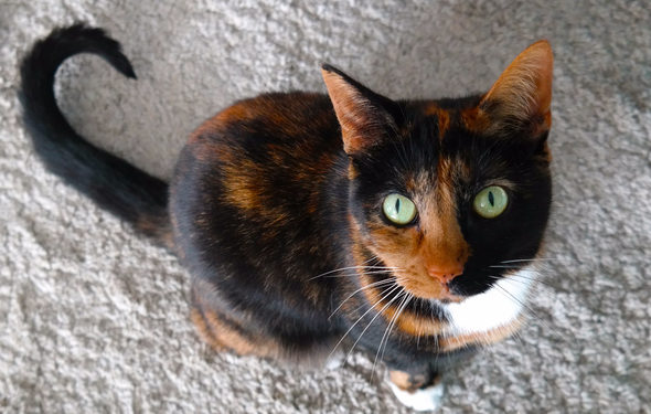 Cat Scooting: ce que cela signifie et que faire