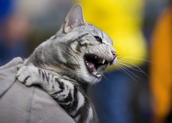 Cat Scratch Fever |  Animauxinfo