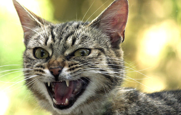 Catitude: Qu’est-ce que mon chat est si méchant? »