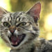 Catitude: Qu’est-ce que mon chat est si méchant? »