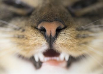 Causes de broyage des dents de chat et options de traitement