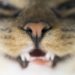 Causes de broyage des dents de chat et options de traitement