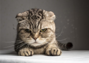 Causes de l’agression soudaine chez les chats