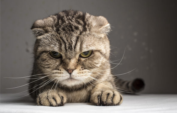 Causes de l’agression soudaine chez les chats