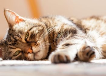 Chat ne mange pas?  Voici pourquoi et ce que vous pouvez faire