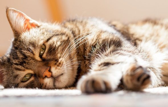 Chat ne mange pas? Voici pourquoi et ce que vous pouvez faire