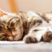 Chat ne mange pas?  Voici pourquoi et ce que vous pouvez faire