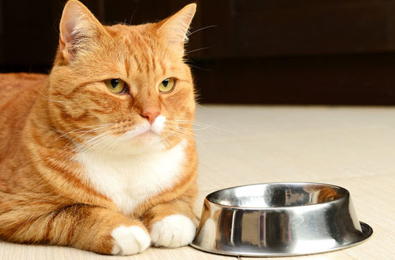 Chat refusant de manger?  Cracher?  Cela peut être dû à un estomac sensible