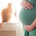 Chats et femmes enceintes: comment rester en sécurité