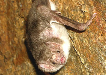 Chauves-souris vampires – Informations sur les faits, le régime et l’habitat