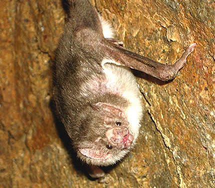 Chauves-souris vampires – Informations sur les faits, le régime et l’habitat