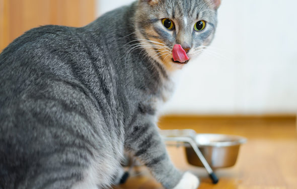 Choisir la meilleure méthode d’alimentation pour votre chat