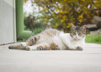 Comment savoir si votre chat est enceinte et plus