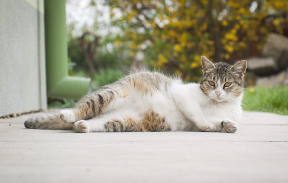 Comment savoir si votre chat est enceinte et plus