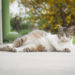 Comment savoir si votre chat est enceinte et plus