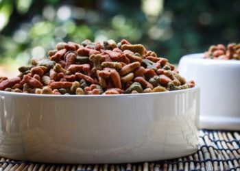 Confusion entre les besoins en protéines et les aliments pour animaux de haute qualité, selon une enquête Animauxinfo