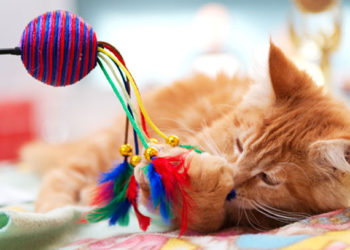 Construisez une salle de jeux pour chats |  Animauxinfo