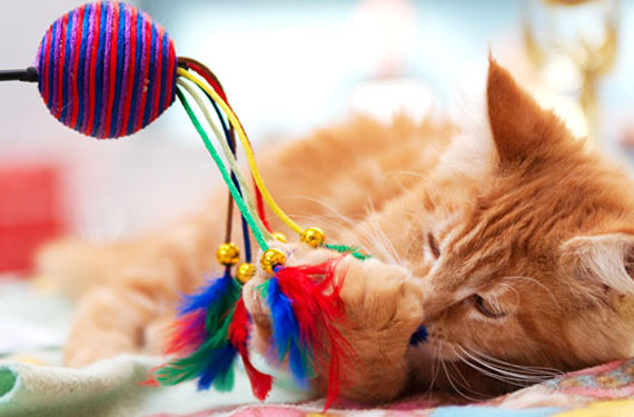 Construisez une salle de jeux pour chats |  Animauxinfo