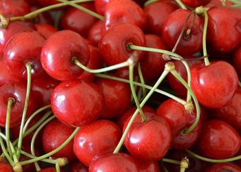 Fosses, tiges et feuilles?  Les cerises sont-elles bonnes pour les chiens