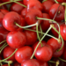 Fosses, tiges et feuilles?  Les cerises sont-elles bonnes pour les chiens