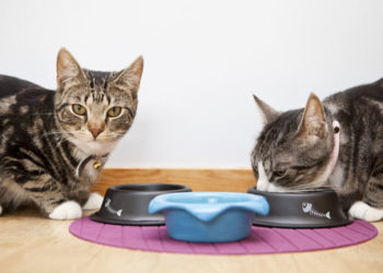 Inquiétudes concernant les rappels d’aliments pour animaux de compagnie et la sécurité primordiale pour les propriétaires, selon un sondage Animauxinfo