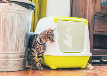 Le chat n’utilisera pas de litière?  Comment gérer les maladies des voies urinaires félines