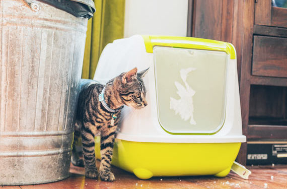 Le chat n’utilisera pas de litière? Comment gérer les maladies des voies urinaires félines