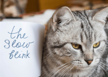 Le fait de cligner lentement des yeux sur votre chat pourrait améliorer votre communication