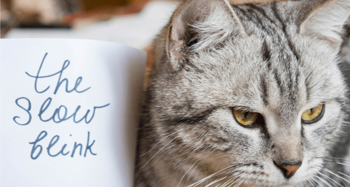 Le fait de cligner lentement des yeux sur votre chat pourrait améliorer votre communication