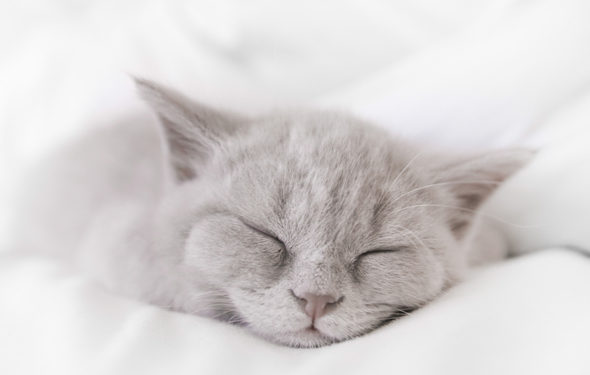 Le ronflement du chat: est-ce normal?