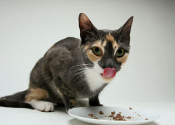 Les chats sont ce qu’ils mangent – Comment la recherche en nutrigénomique s’applique aux animaux de compagnie