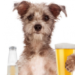 Les chiens peuvent-ils boire de la bière ou d’autres boissons alcoolisées?