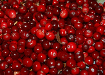 Les chiens peuvent-ils manger des canneberges: crues, séchées ou en jus?