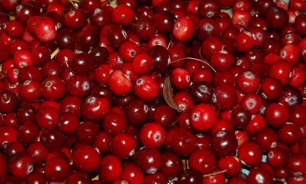 Les chiens peuvent-ils manger des canneberges: crues, séchées ou en jus?