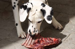 les chiens peuvent-ils manger des os de côtes de porc