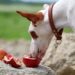 Les chiens peuvent-ils manger des graines de grenade: fraîches, séchées ou jus?