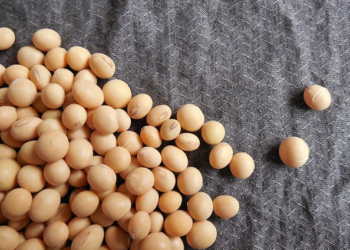 Les chiens peuvent-ils manger du soja?  Le soja est-il mauvais pour les chiens?