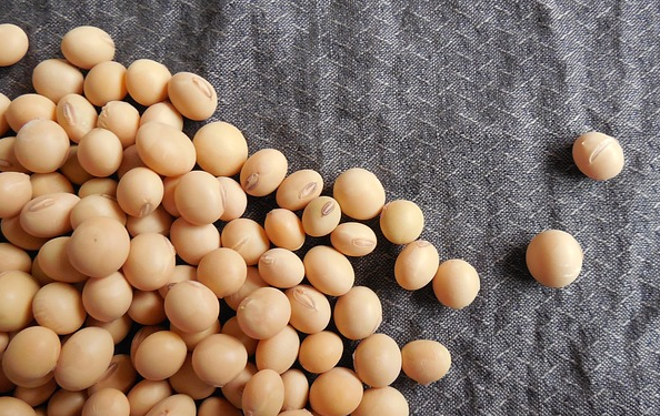 Les chiens peuvent-ils manger du soja?  Le soja est-il mauvais pour les chiens?