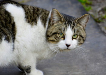 Les défis de la prise de chats de rue