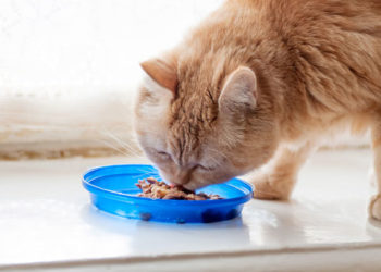 Maladie rénale chronique chez les chats »wiki utile  La surveillance des aliments pour chats est essentielle