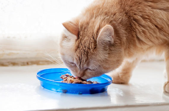 Maladie rénale chronique chez les chats »wiki utile  La surveillance des aliments pour chats est essentielle