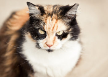 Quelle est la réponse Flehmen?