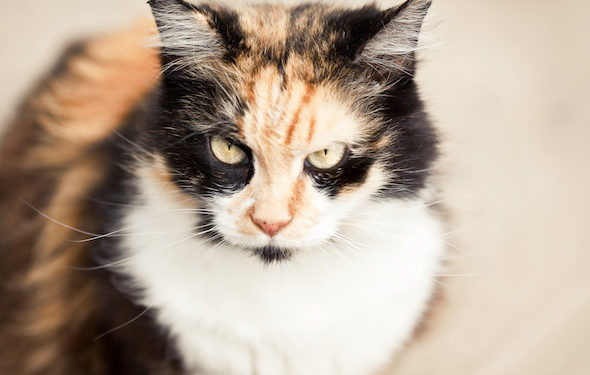 Quelle est la réponse Flehmen?